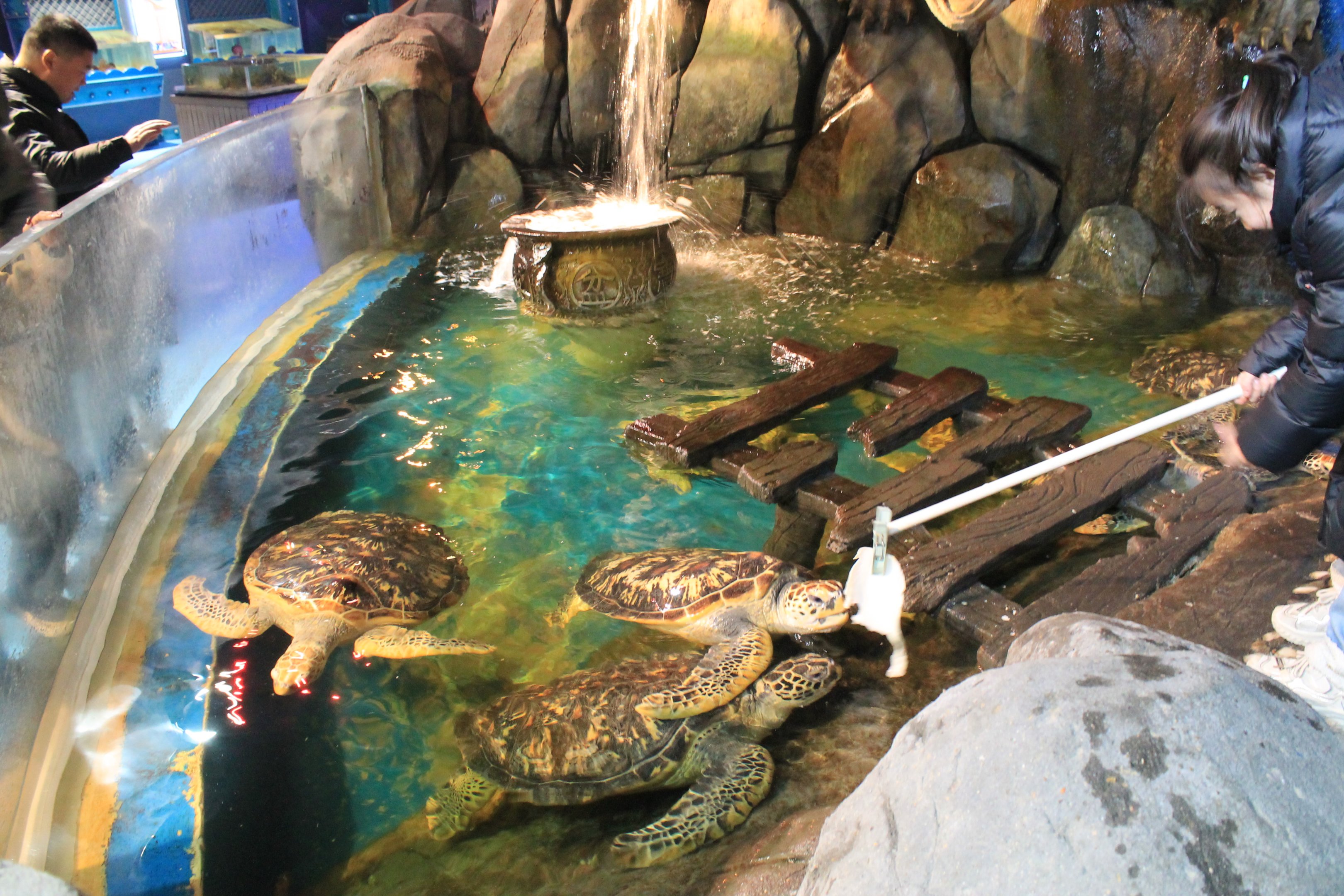 Green Turtles at Fantasy Aquarium, Xi'an