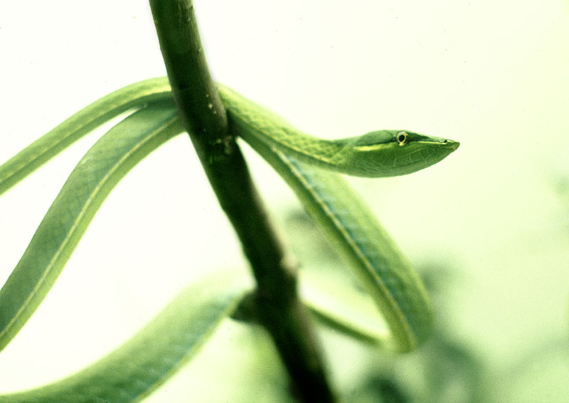 Green vine snake 1973