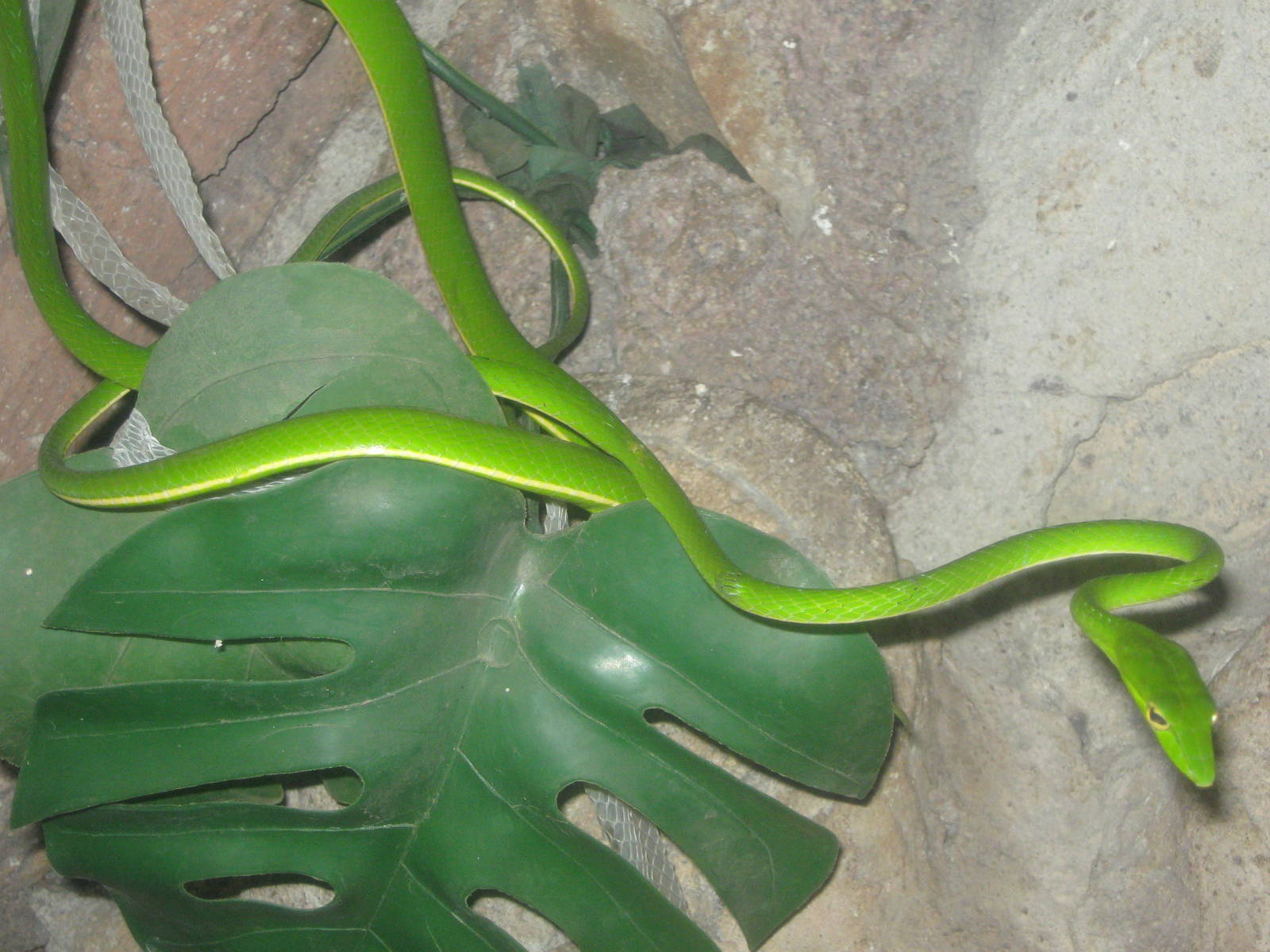 green vine snake (Ahaetulla prasina) at the Reptile Park
