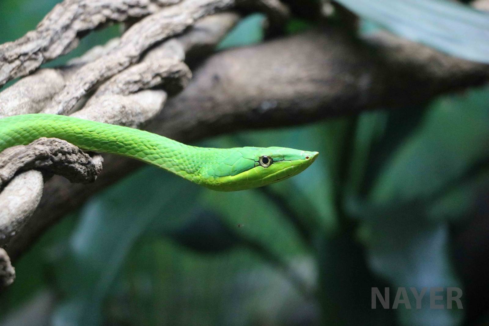 Green vine snake - Instituto Butantan, 2016