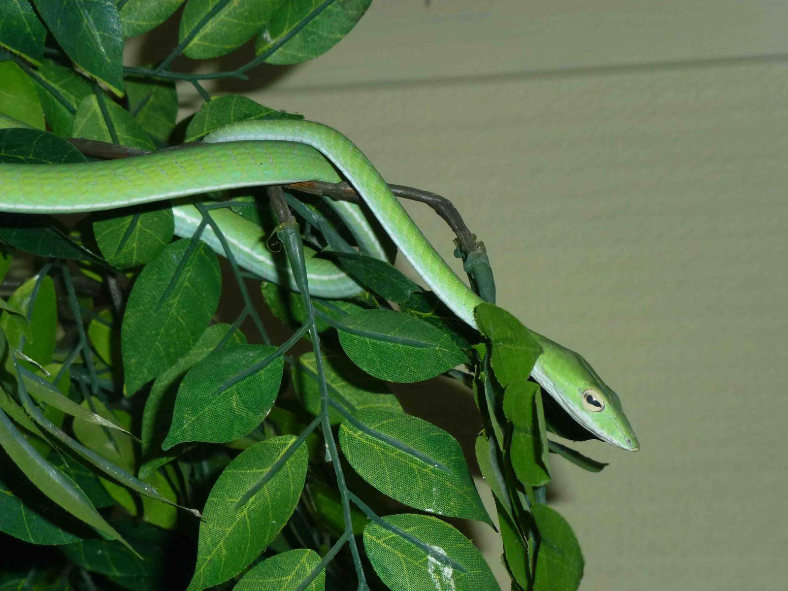 Green vine snake, June 2013.