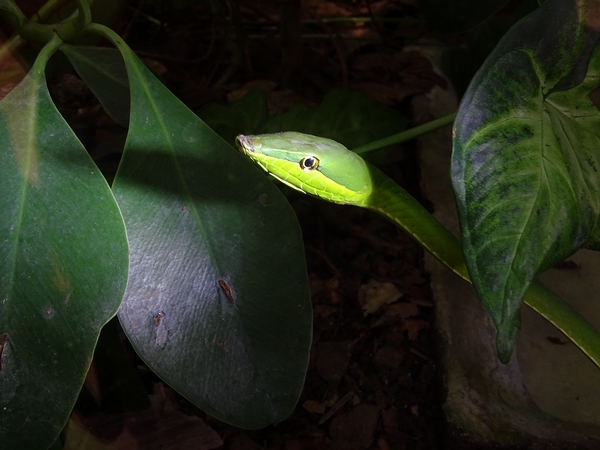 Green Vine Snake (Oxibelis fulgidus)