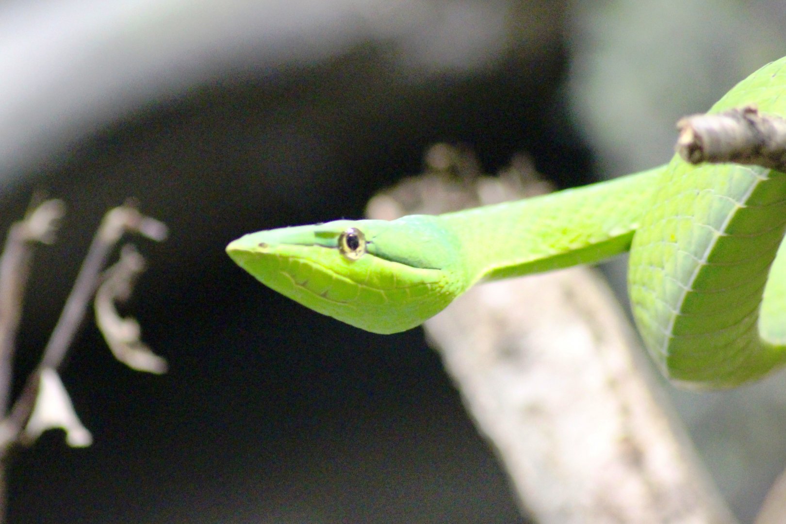Green vine snake (Oxybelis fulgidus) at Paris zoological park 25th November 2018