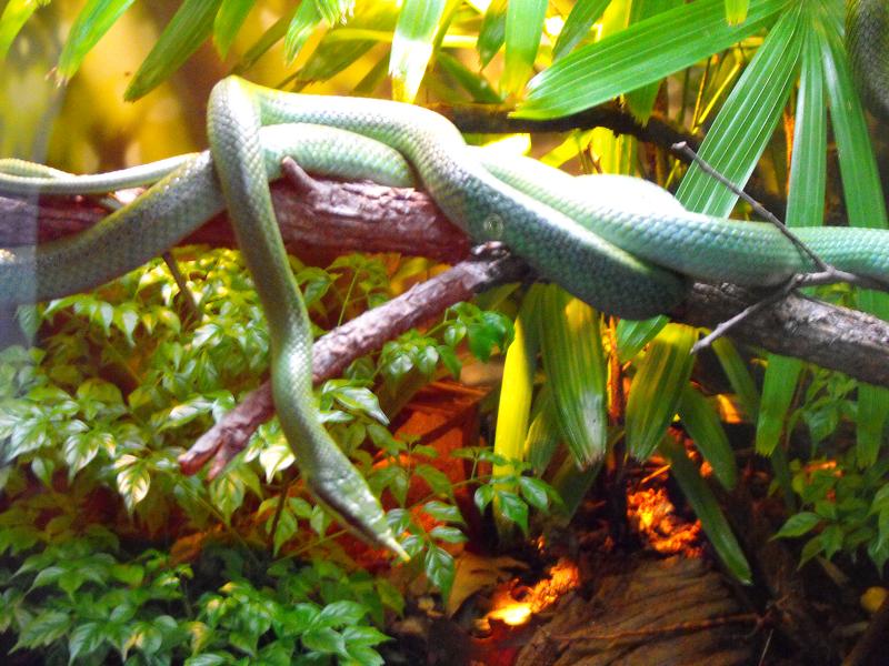 Green Vine Snake (Oxybelis fulgidus)