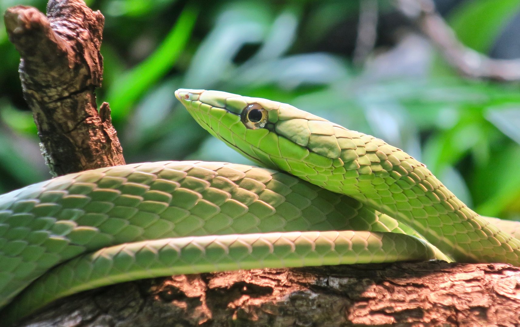 Green Vine Snake (Oxybelis fulgidus)