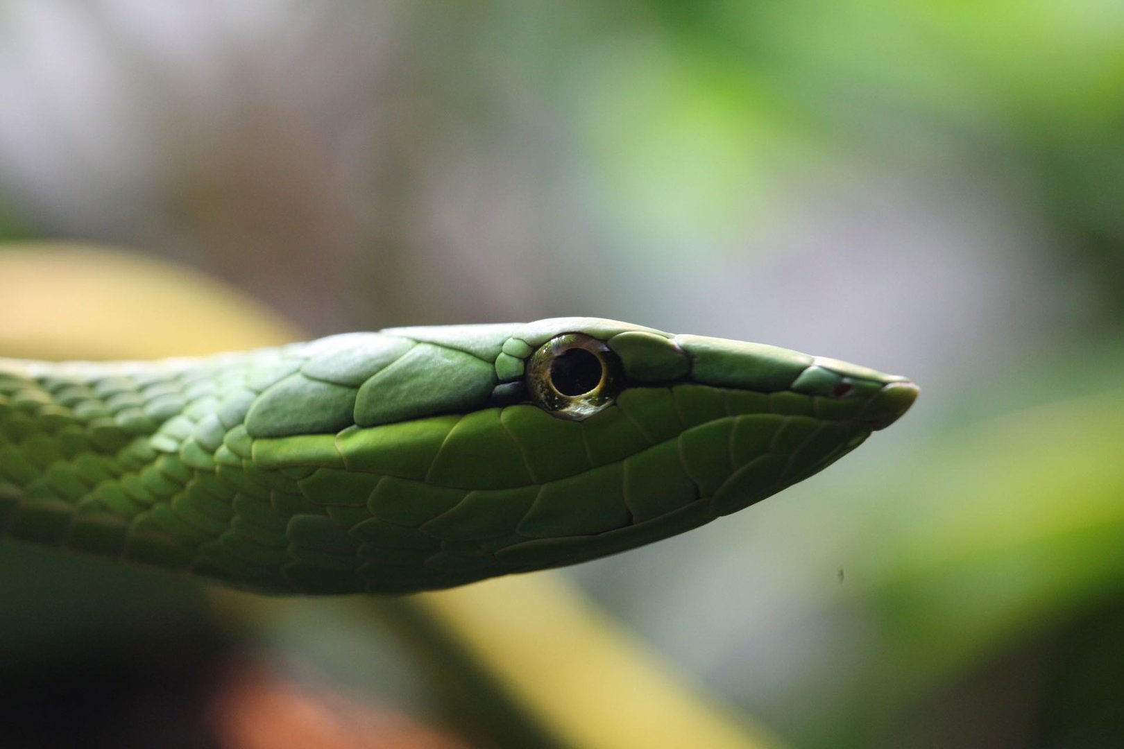 Green vine snake/ Oxybelis fulgidus