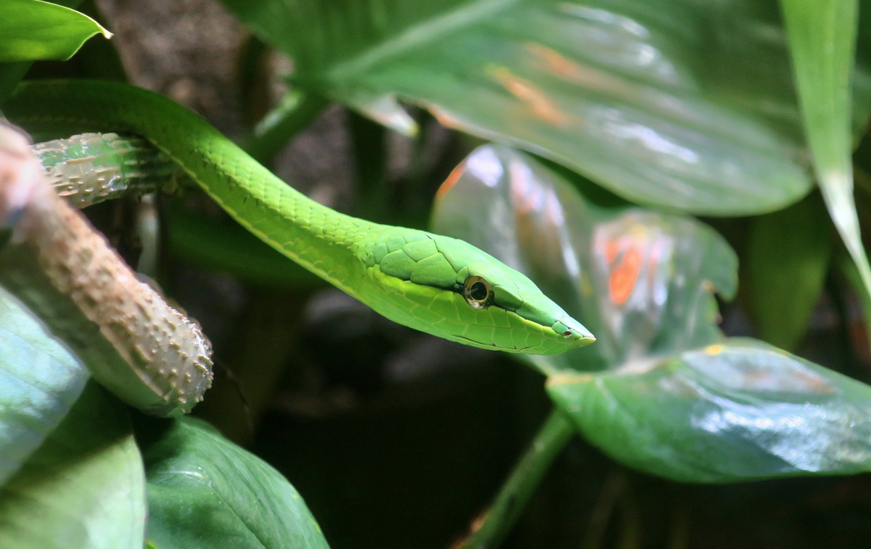 Green Vine Snake (Oxybelis fulgidus)