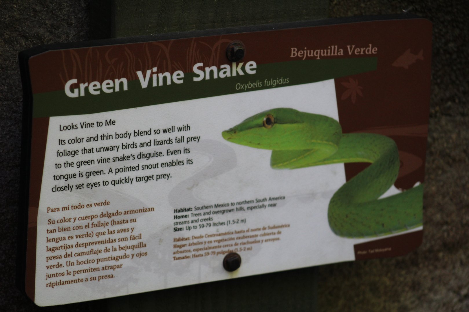 Green Vine Snake Signage