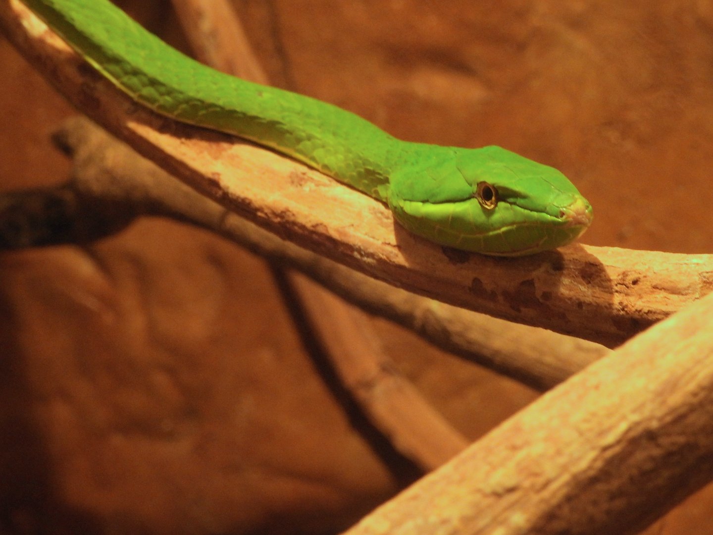 Green Vine Snake