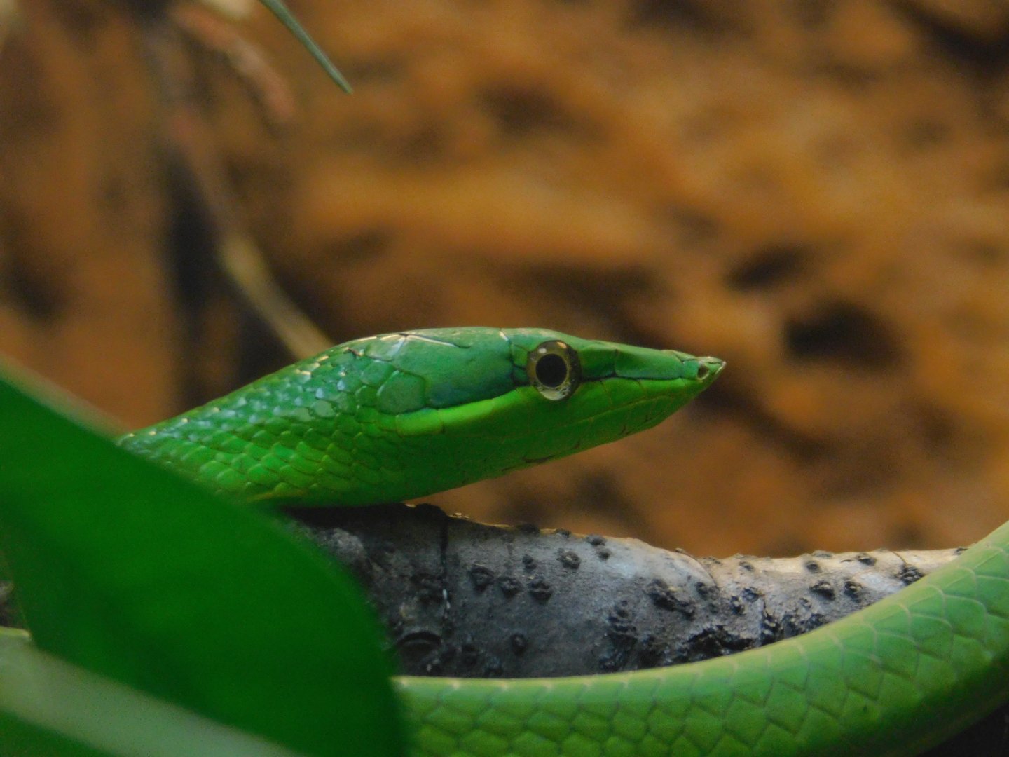 Green Vine Snake