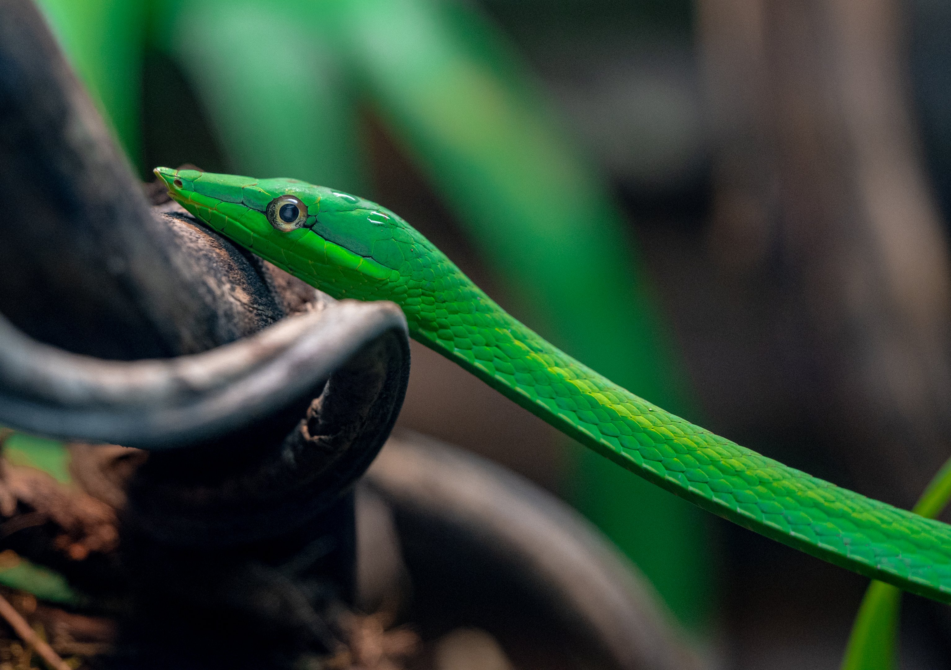 Green Vine Snake