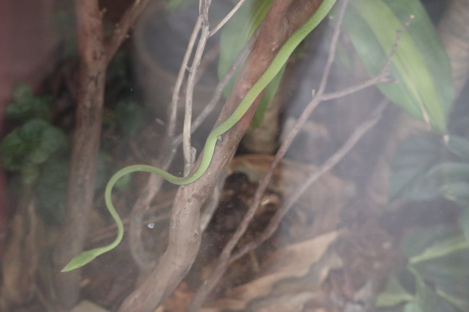 Green Vine Snake