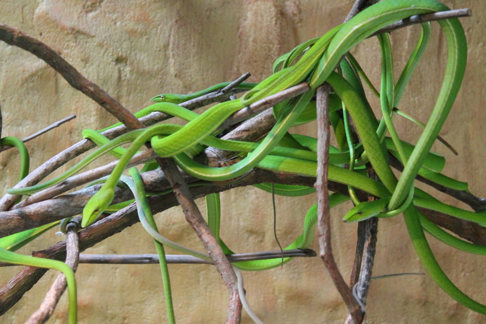 green vine snakes (Ahaetulla prasina)