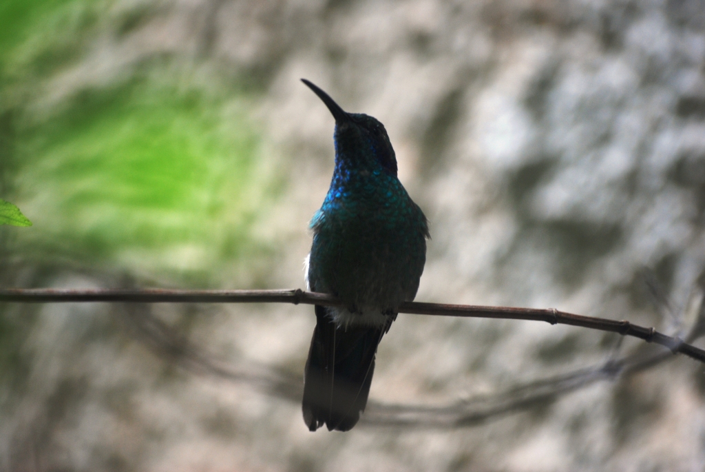 Green Violet-ear at Monteverde Hummingbird Gallery, 21/04/14