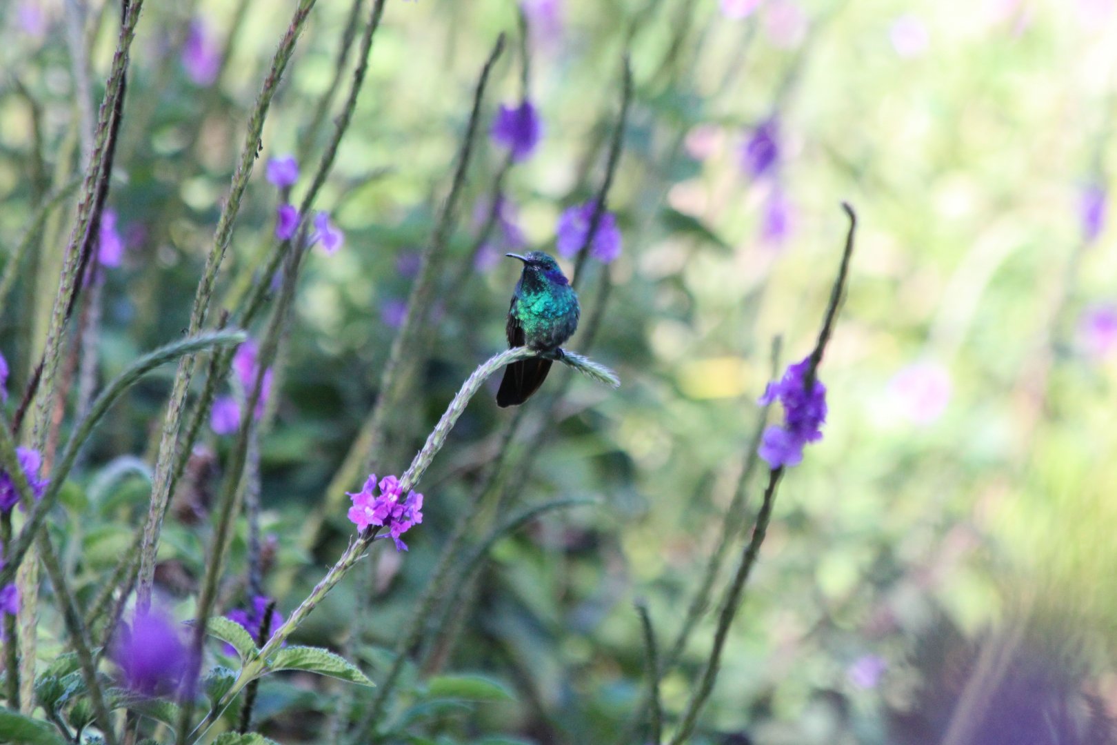 Green Violetear Hummingbird - Apr 2019