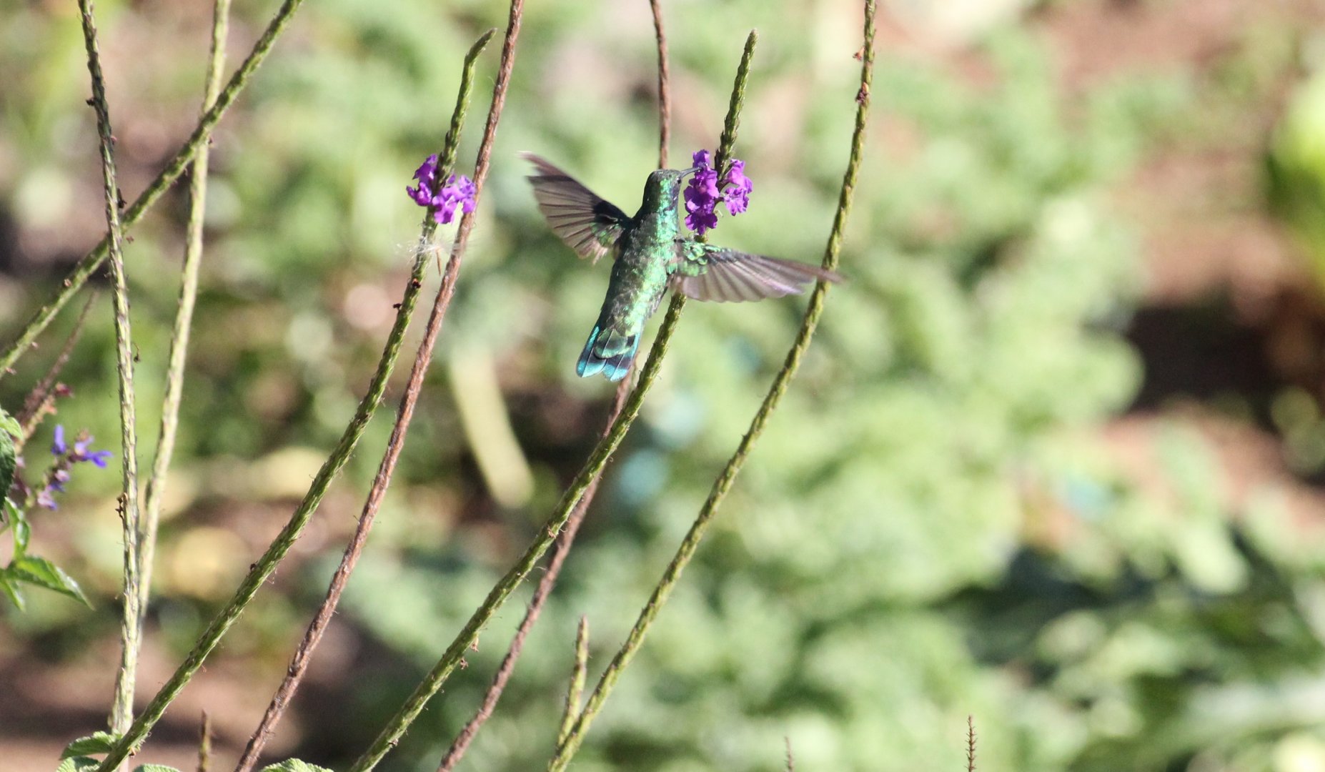 Green Violetear