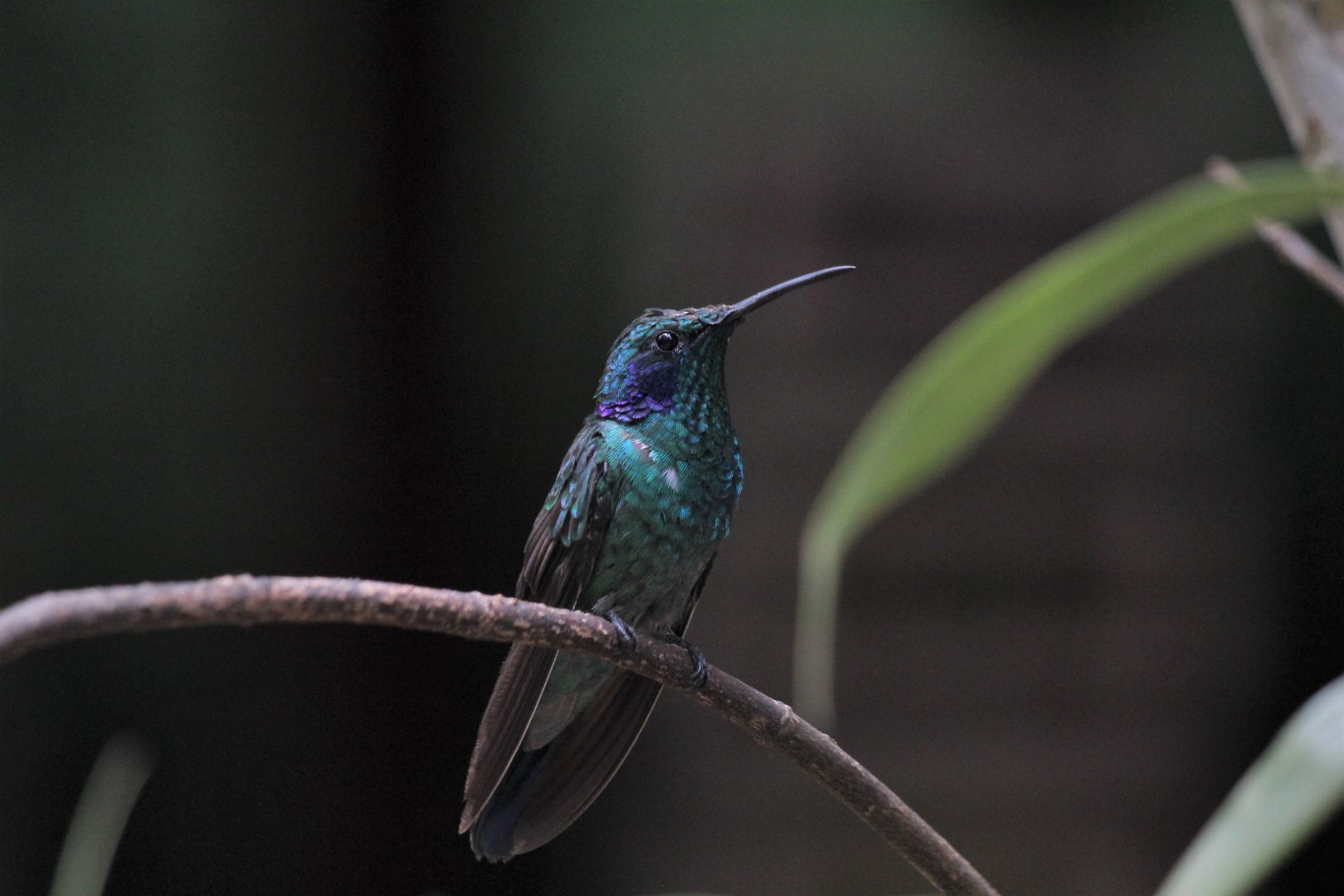 Green Violetear