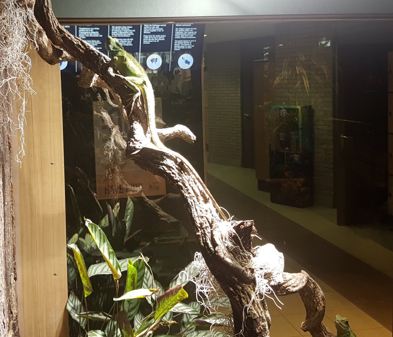 Green water-agama enclosure