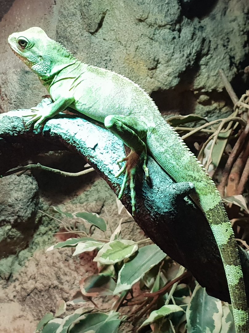 Green water dragon - female