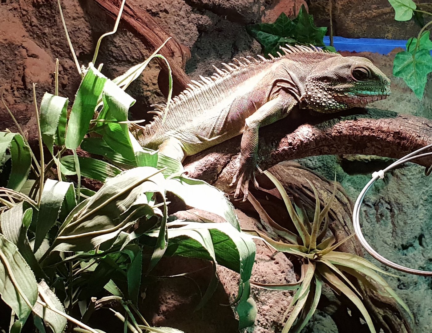 Green water dragon - male