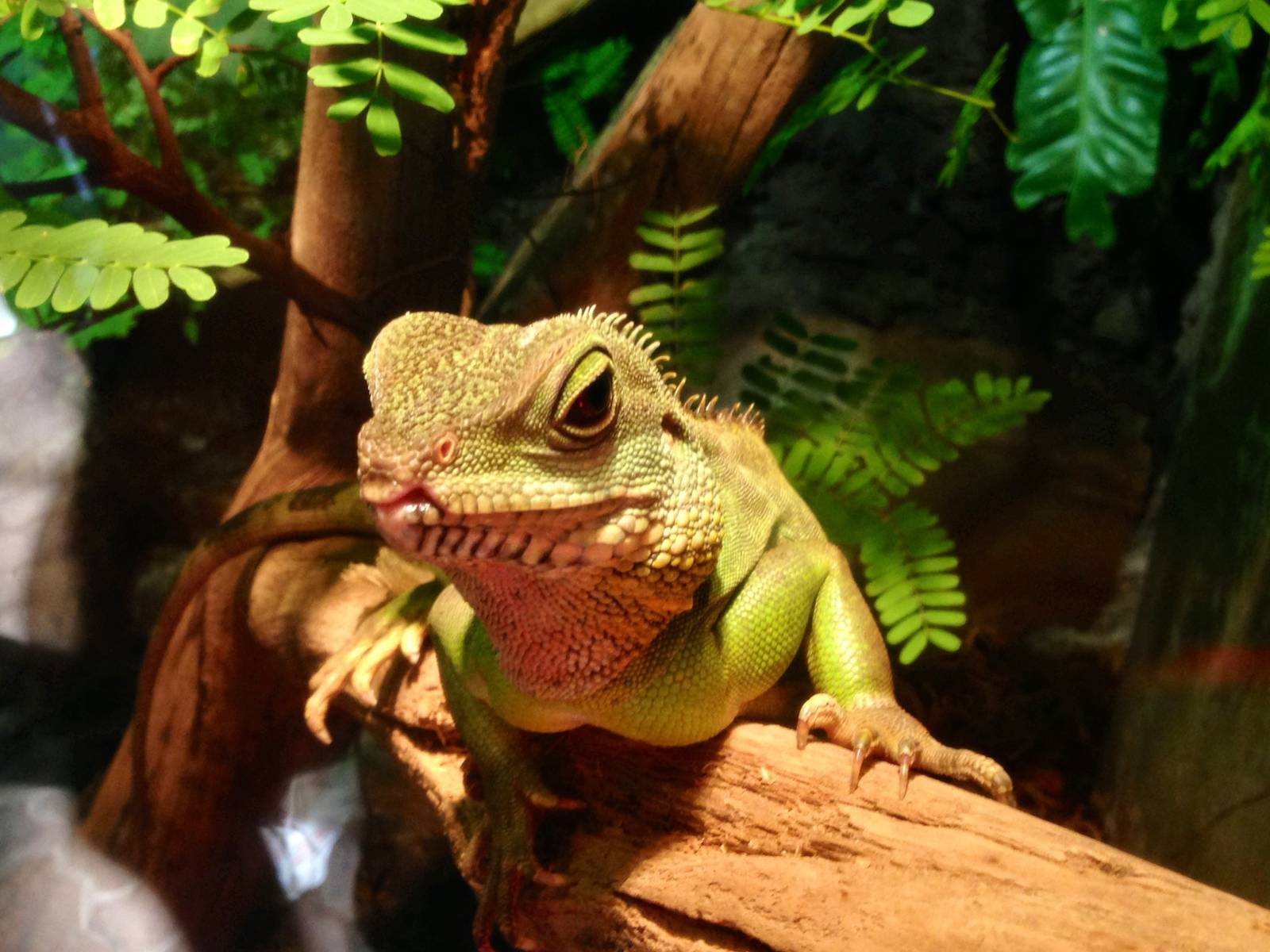 Green Water Dragon