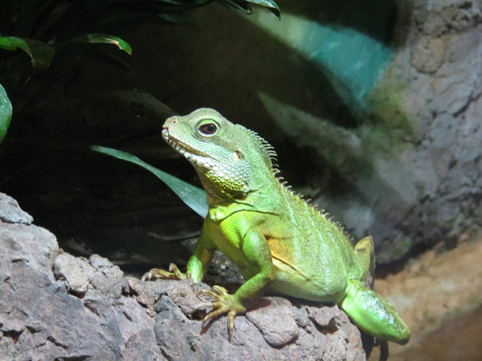 Green Water Dragon
