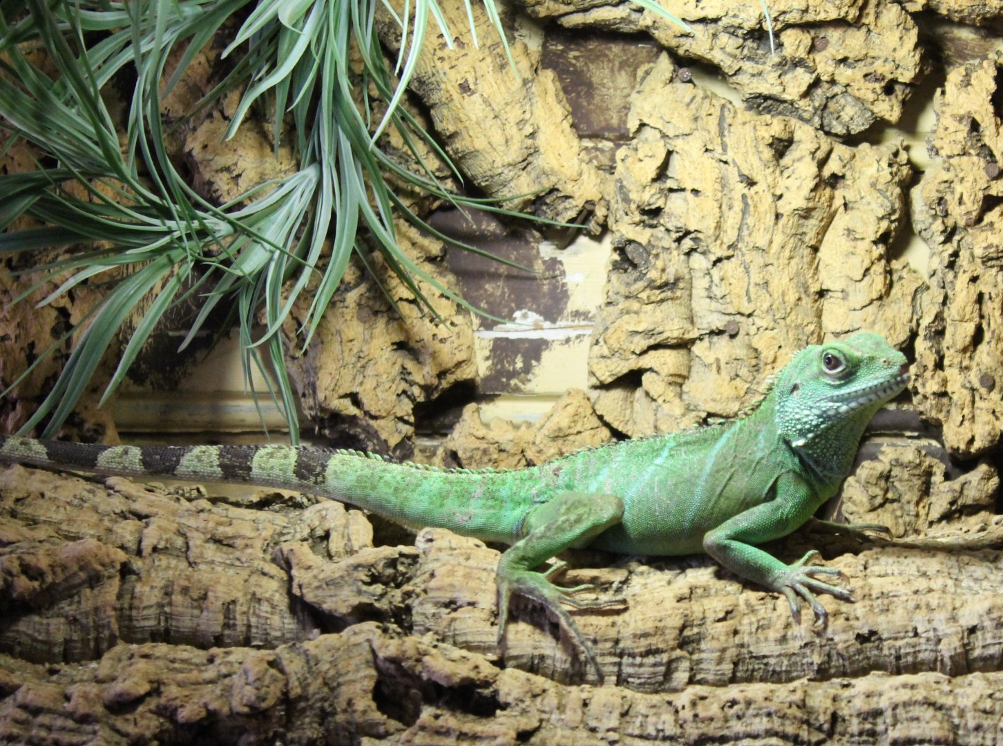 Green water dragon