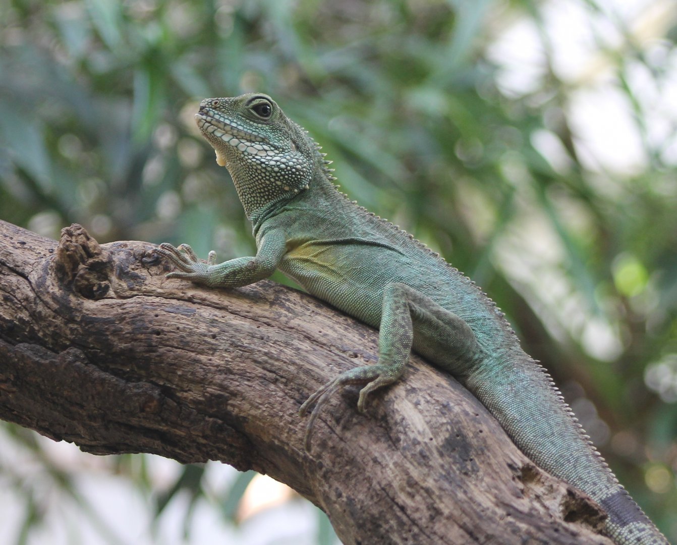 Green water dragon