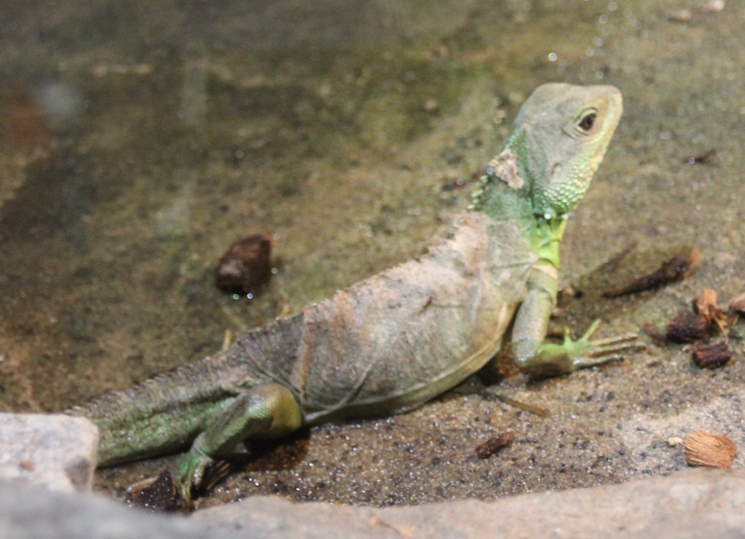 Green water dragon