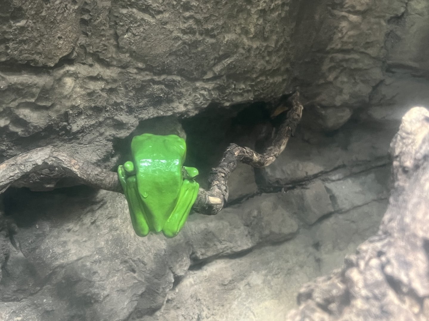 Green Waxy Tree Frog