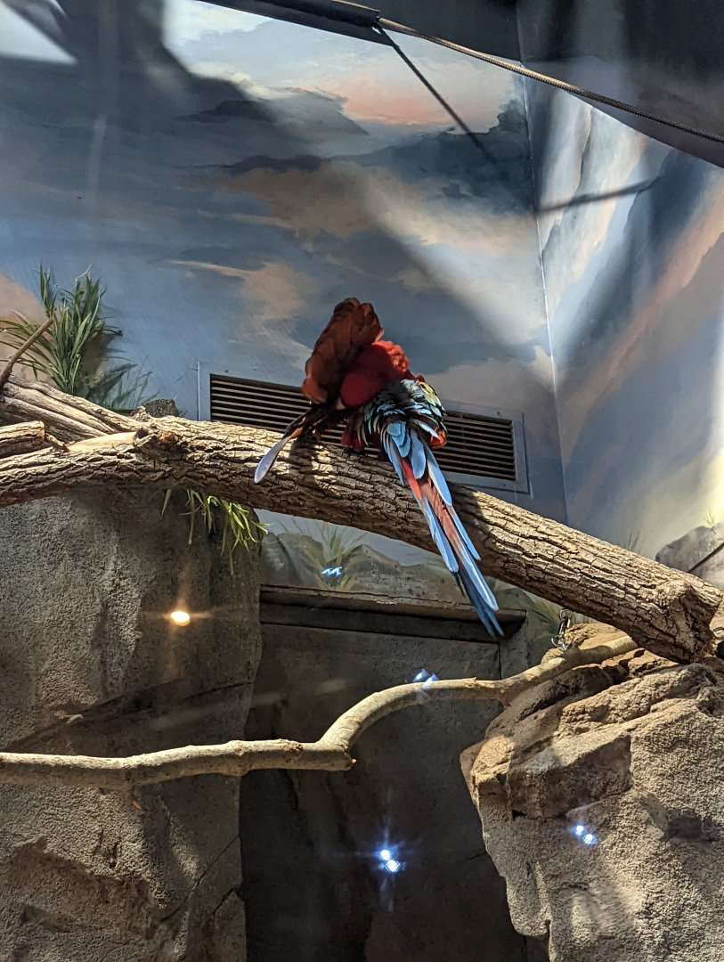 Green wing Macaw at the Greensboro Science Center