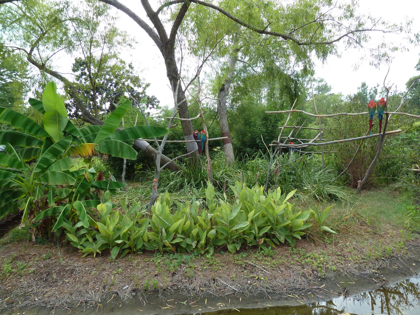 Green-Wing Macaw Exhibit