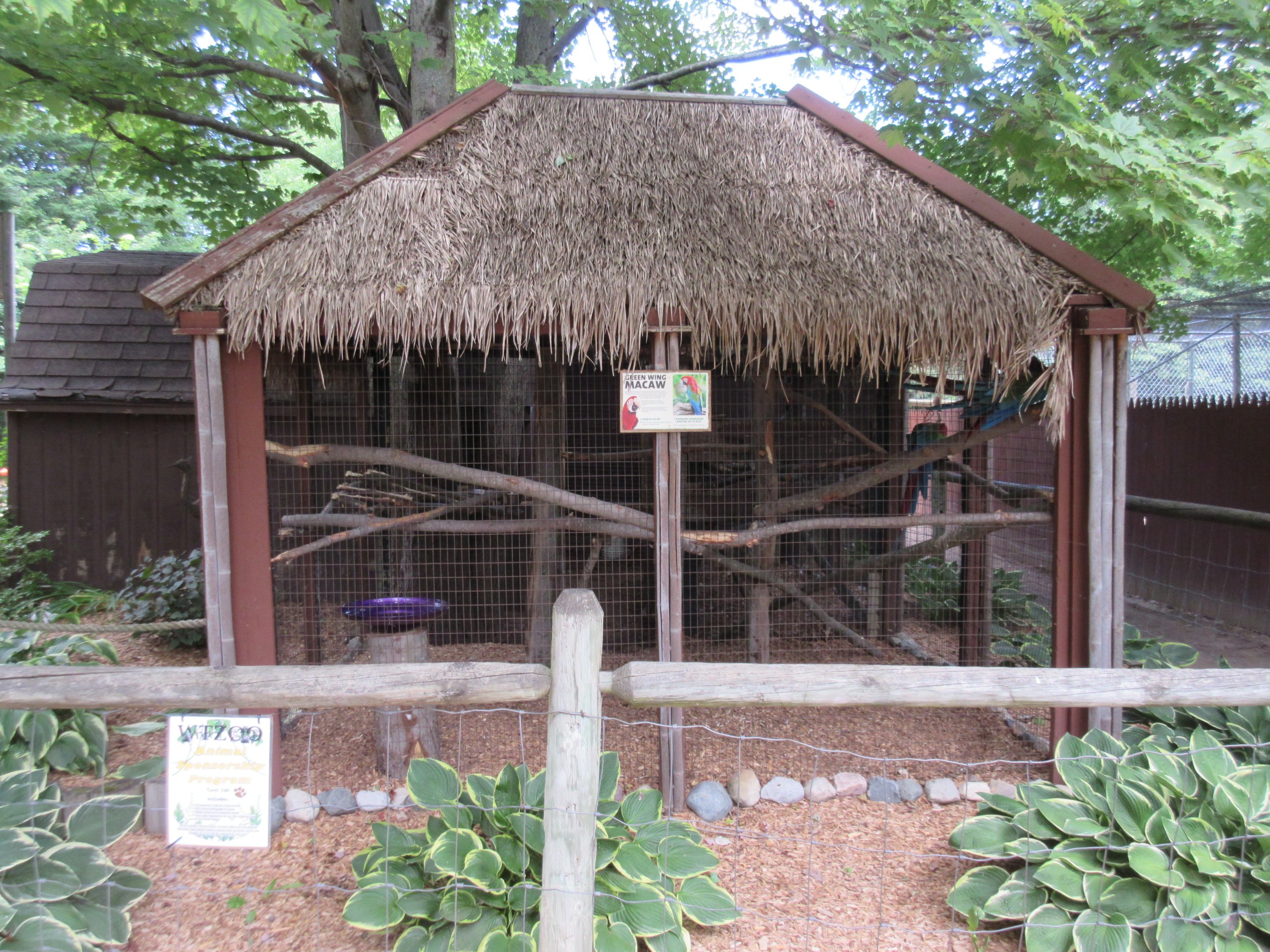 Green-Wing Macaw Exhibit