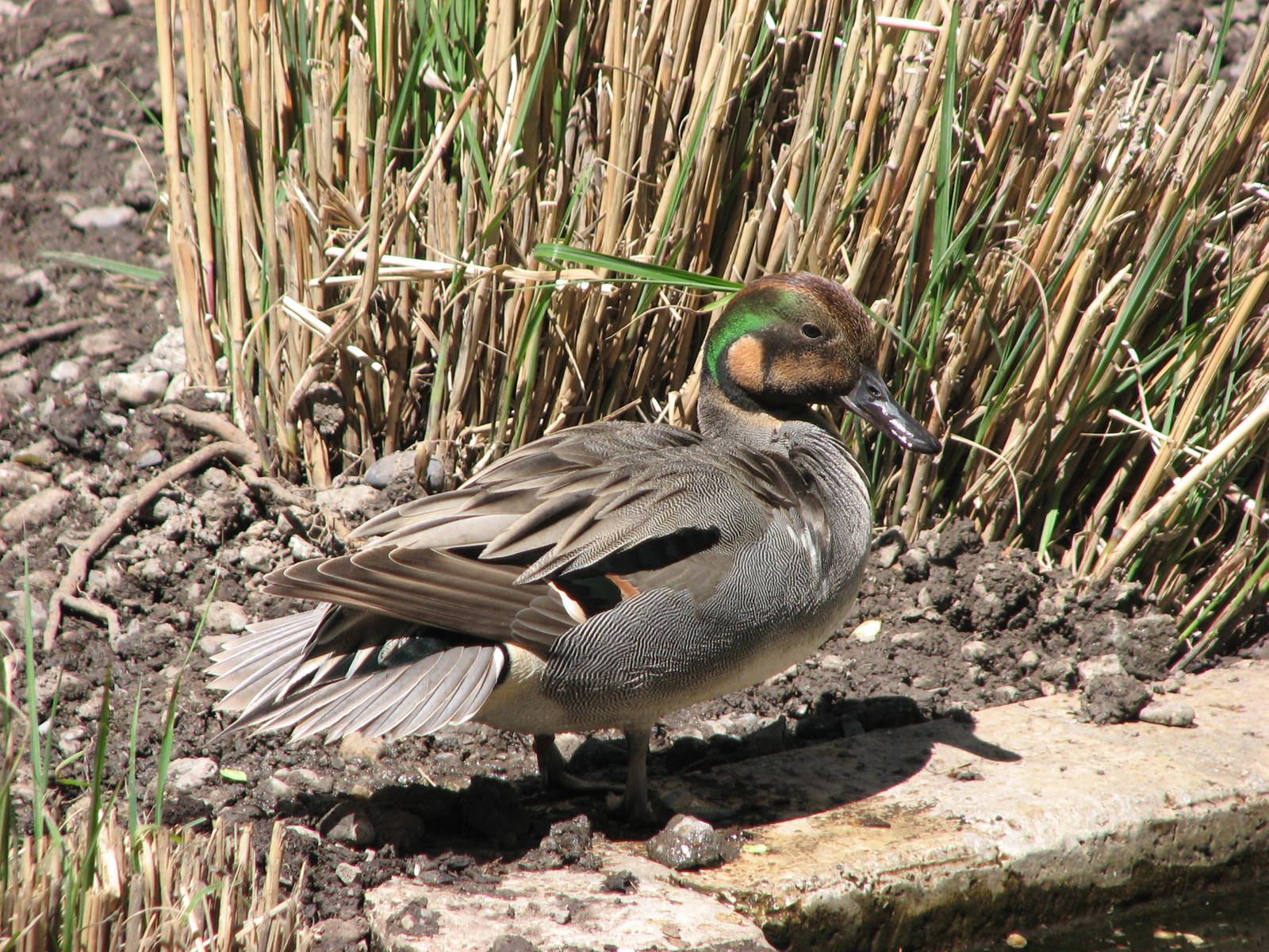 Green-wing Teal x Northern Pintail