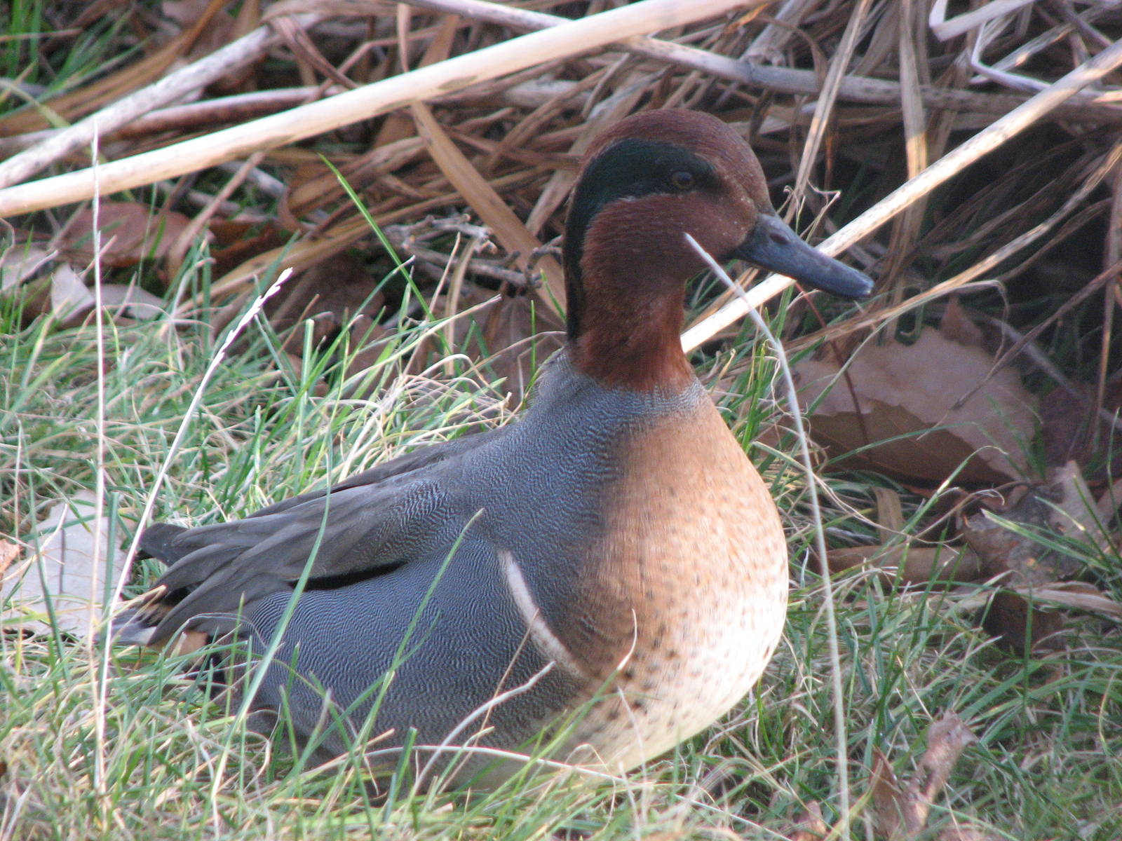 Green-wing Teal