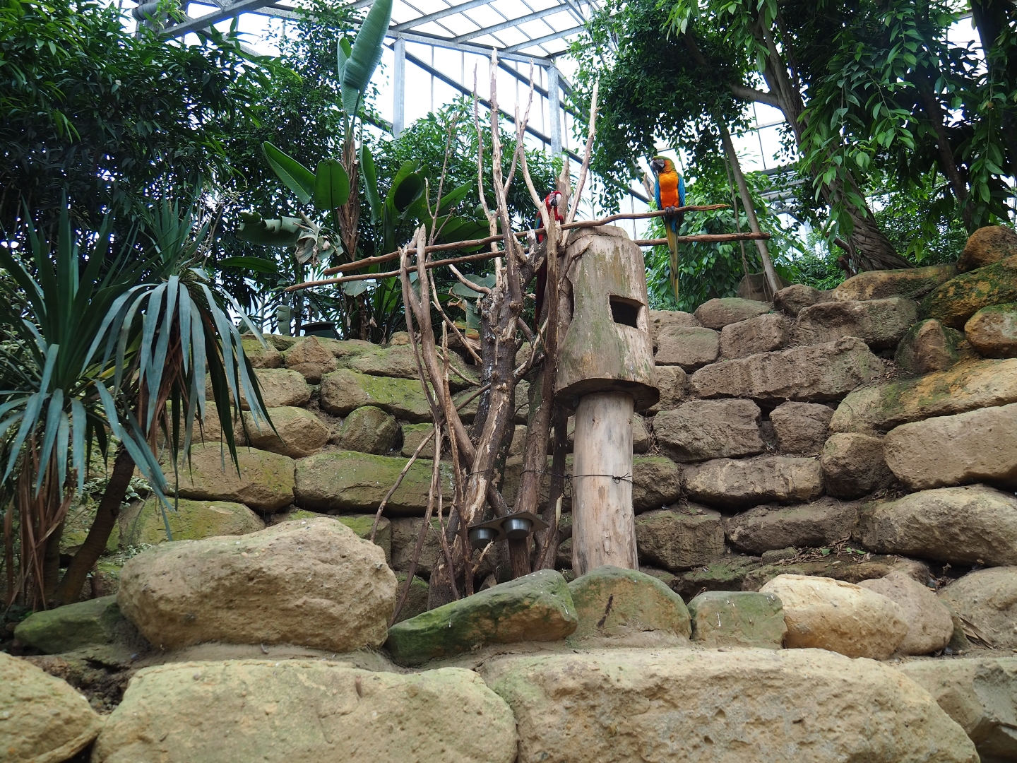 Green-winged and Catalina macaw exhibit (Aug 28th, 2018)