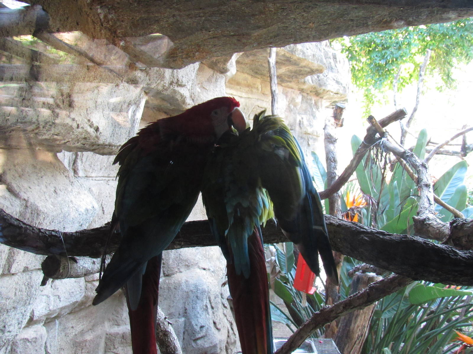 Green Winged and Hybrid Macaws