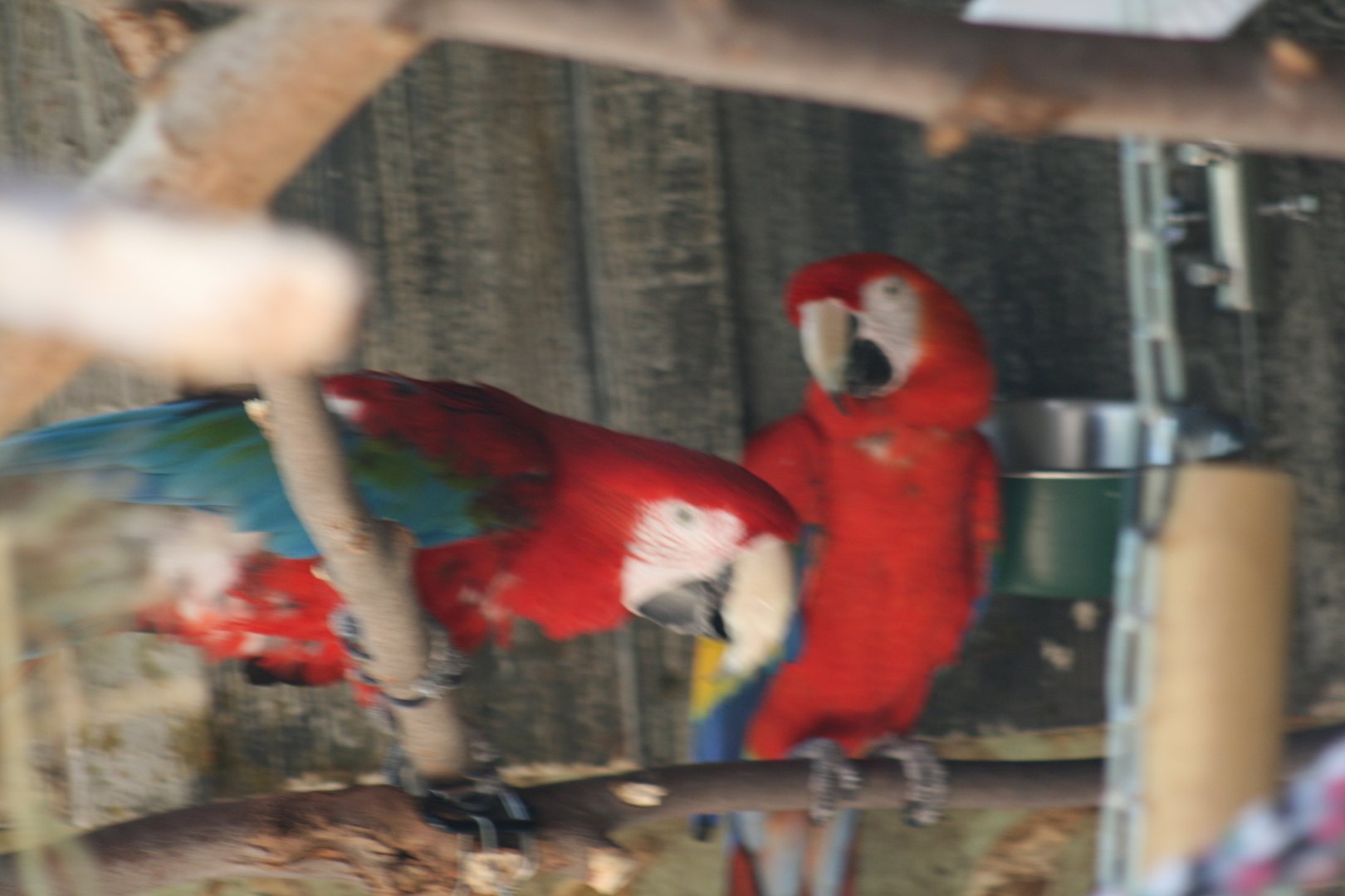 Green Winged and Scarlet Macaws(3/9/2025)