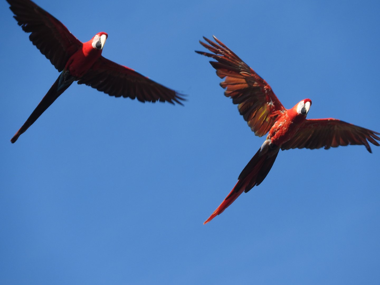Green-winged and Scarlet Macaws