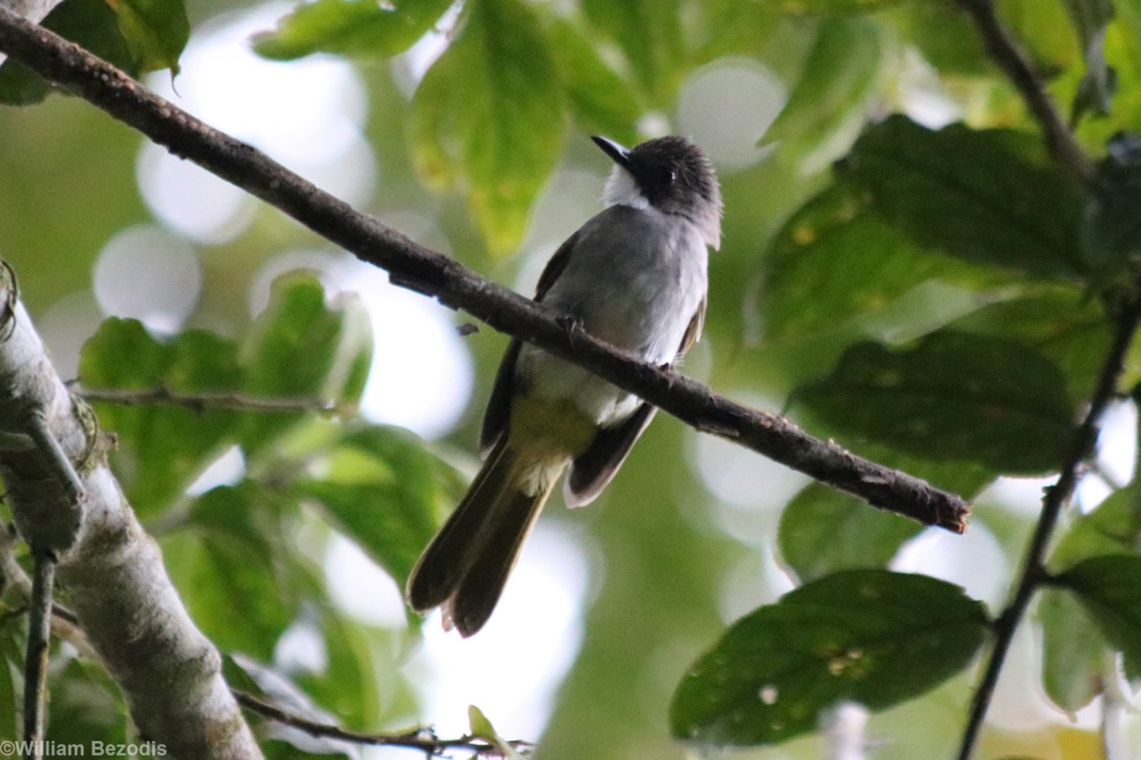 Green-winged Bulbul (Split from Cinereous, split from Ashy) - Crocker Range