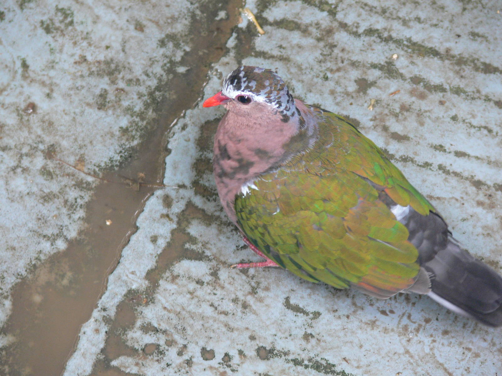 Green Winged Dove at Tropical World, 30/06/13