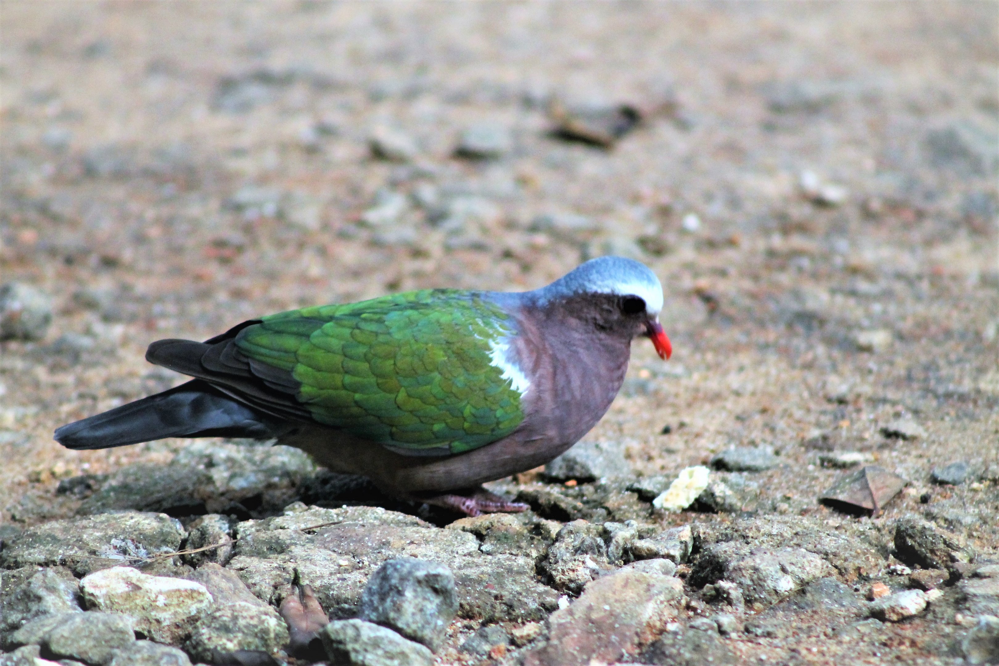 Green-winged Dove (Chalcophaps indica robinsoni)