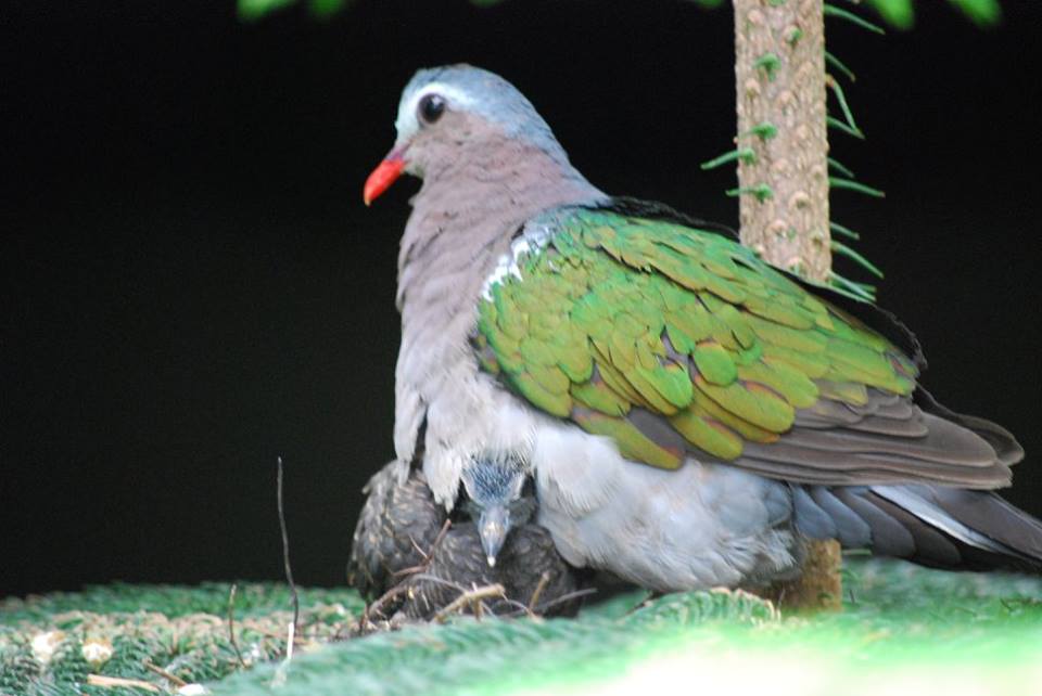 Green-Winged Dove