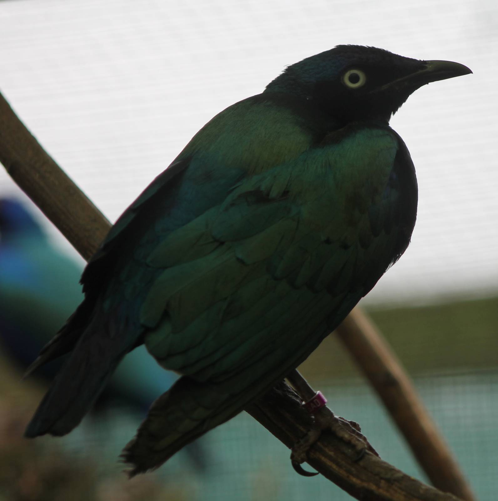 Green-winged glossy starling
