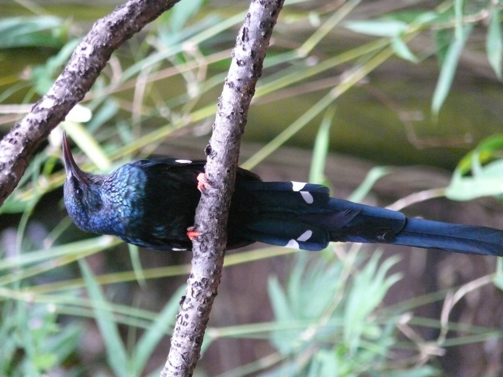 Green winged hoopoe (Phoeniculus purpureus)