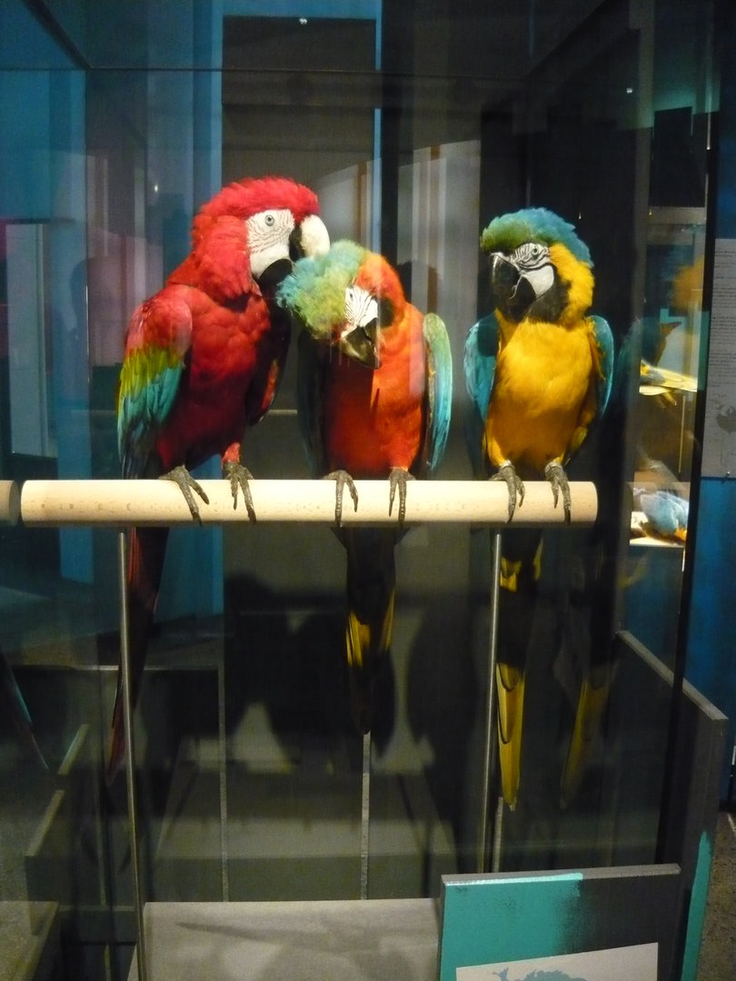 Green-winged, hybrid and blue-and-yellow macaws