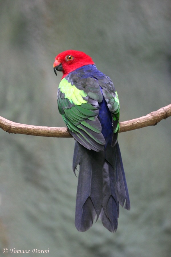 Green-winged King Parrot (Alisterus chloropterus moszkowski)