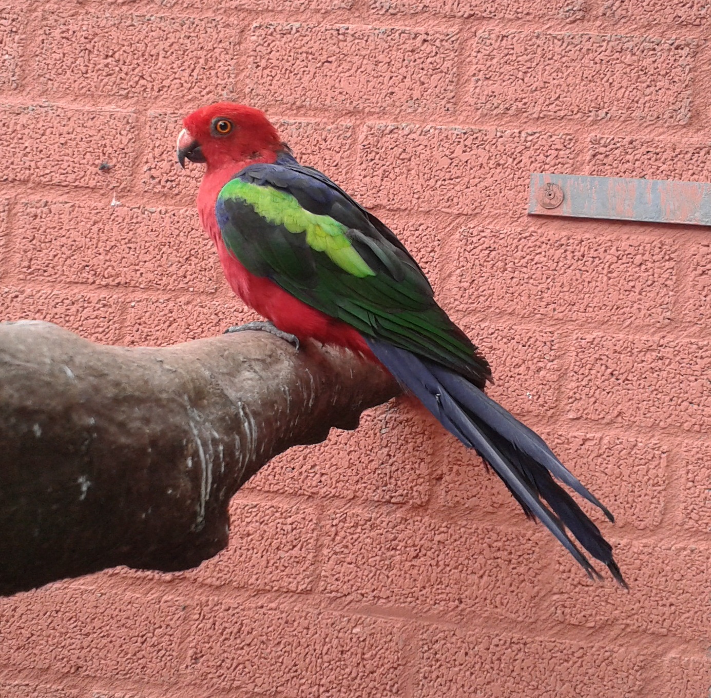 Green-winged King parrot