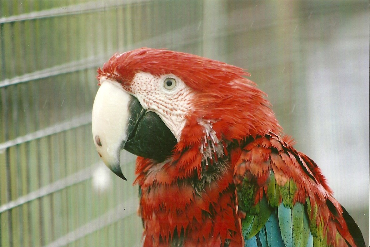 Green-winged Macaw 10th September 2012