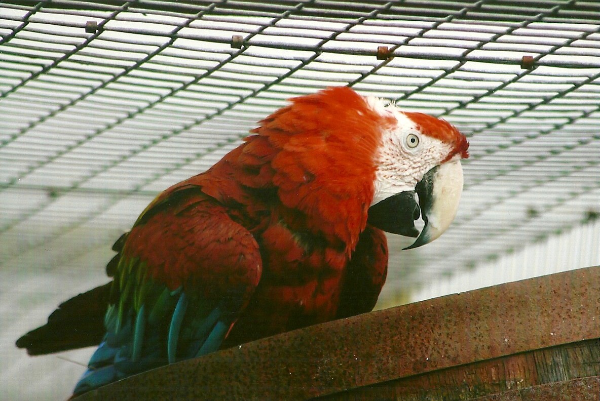 Green-winged Macaw 10th September 2012